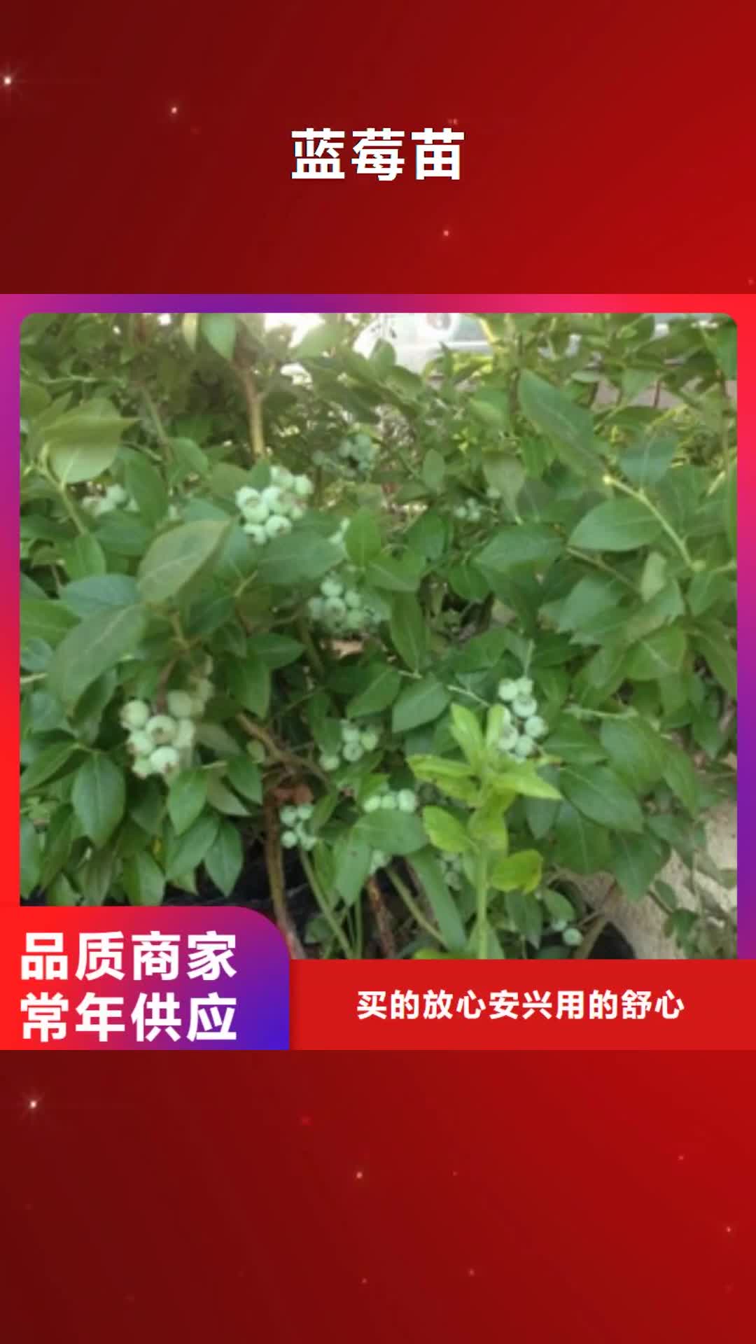 【合肥 蓝莓苗,泰山景松 造型景松精心选材】