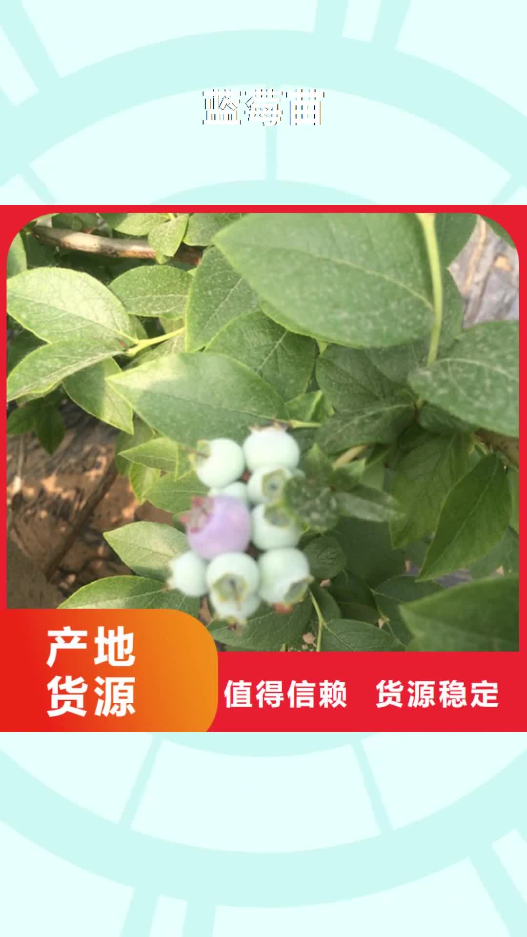 贵州 蓝莓苗 【石榴树】应用广泛