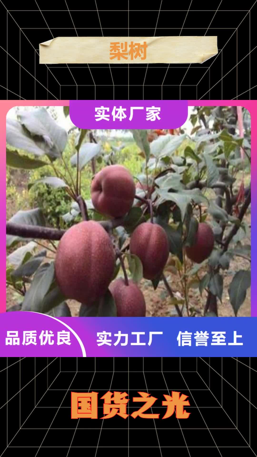 荆州【梨树】 樱桃苗库存充足